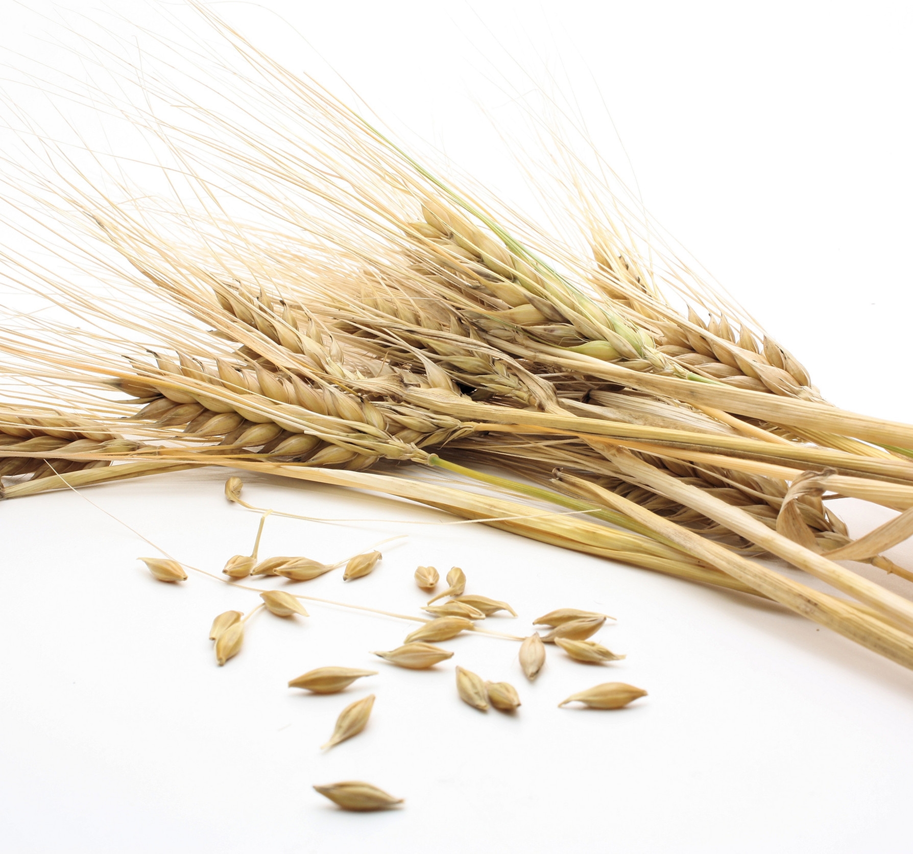 Ingredient: Ekstrakt z soku jęczmienia